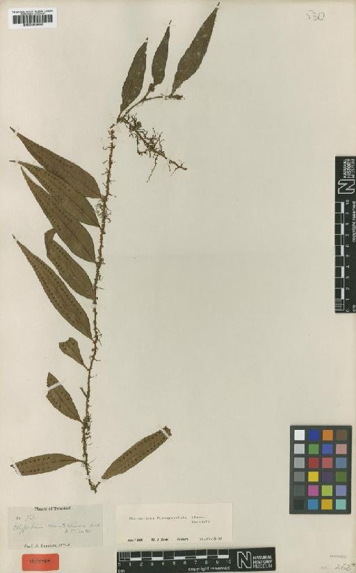 Microgramma fuscopunctata (Hook.) Vareschi - BM000936900