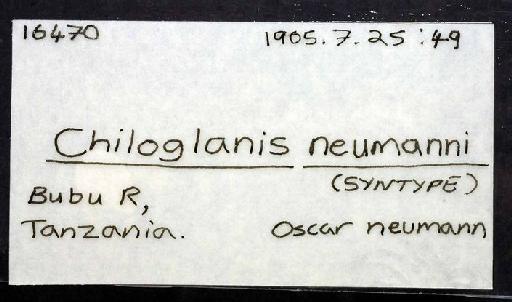 Chiloglanis neumanni Boulenger, 1911 - 1905.7.25.49; Chiloglanis neumanni; image of jar label; ACSI project image