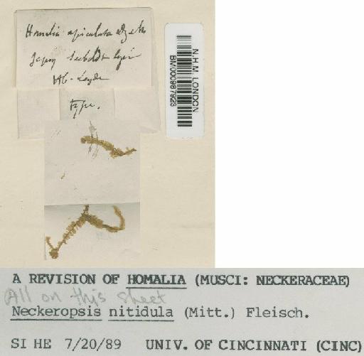 Neckeropsis nitidula (Mitt.) M.Fleisch. - BM000987923