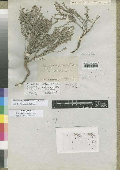 Echiochilon persicum (Burm.f.) Johnston - BM000930339