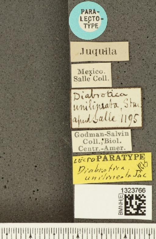 Amphelasma unilineatum (Jacoby, 1887) - BMNHE_1323766_label_20453