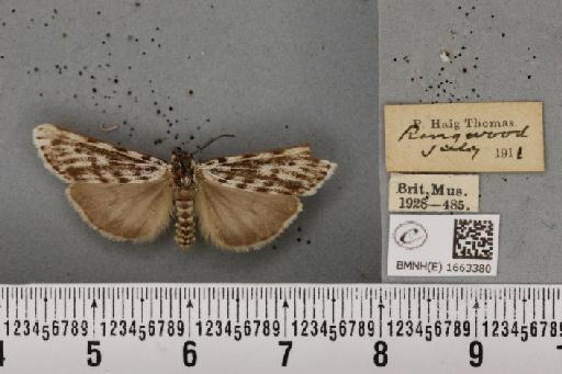 Coscinia cribraria bivittata (South, 1900) - BMNHE_1663380_283109