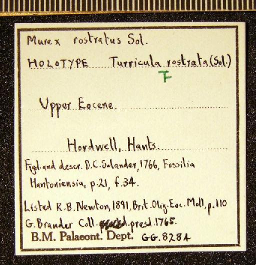 Turricula (Orthosurcula) rostrata (Solander in Brander, 1766) - GG 8284. Turricula (Orthosurcula) rostrata (label 1)