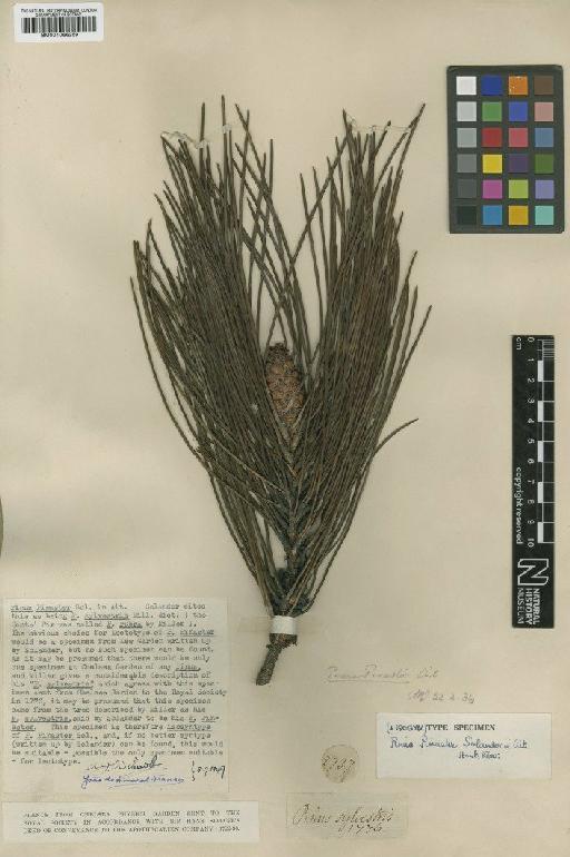 Pinus pinaster Aiton - BM001066259