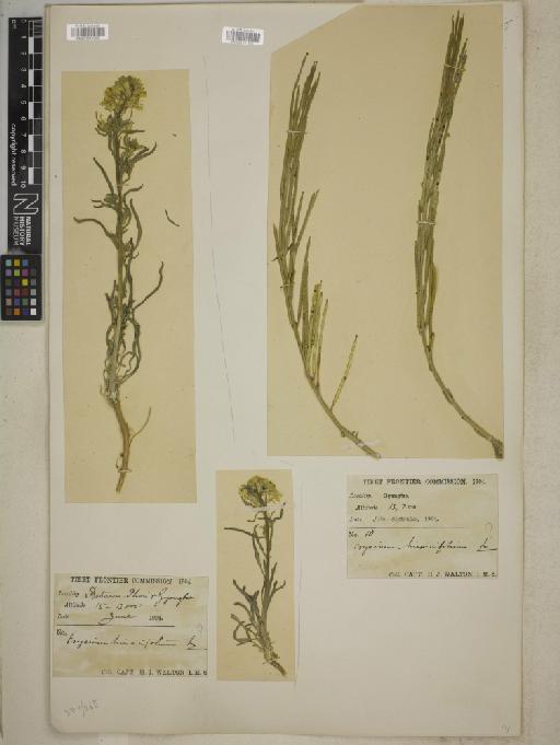 Erysimum hieracifolium L. - BM001241950