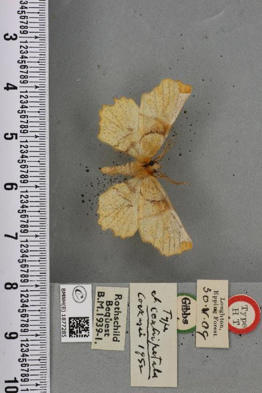 Selenia lunularia ab. centripetala Cockayne, 1952 - BMNHE_1877285_448353