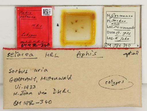 Aphis setacea Hille Ris Lambers, 1935 - 014865400_112478_739958_157717_Type