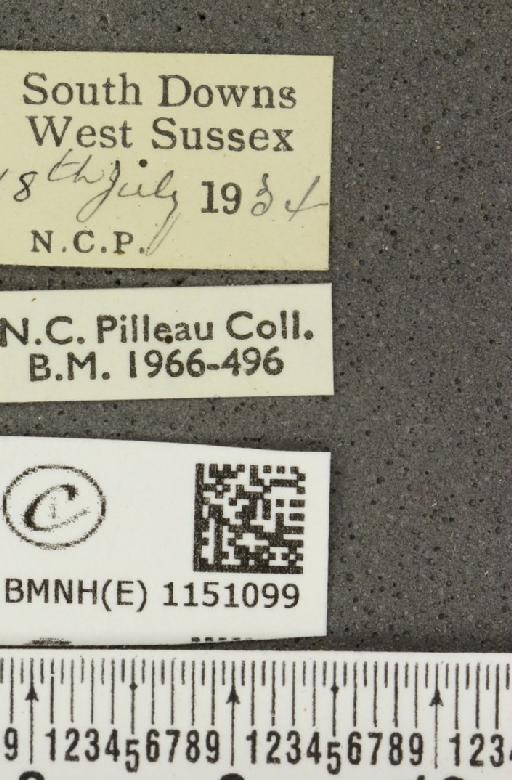 Celastrina argiolus britanna (Verity, 1919) - BMNHE_1151099_label_112130