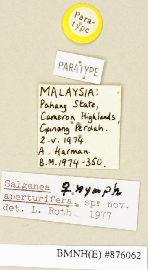 Salganea aperturifera Roth, 1979 - Salganea aperturifera Roth, 1979, female, paratype, labels. Photographer: Edward Baker. BMNH(E)#876062