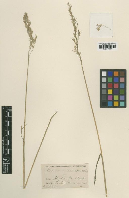 Poa turneri Scribn. - BM001042225 (2)