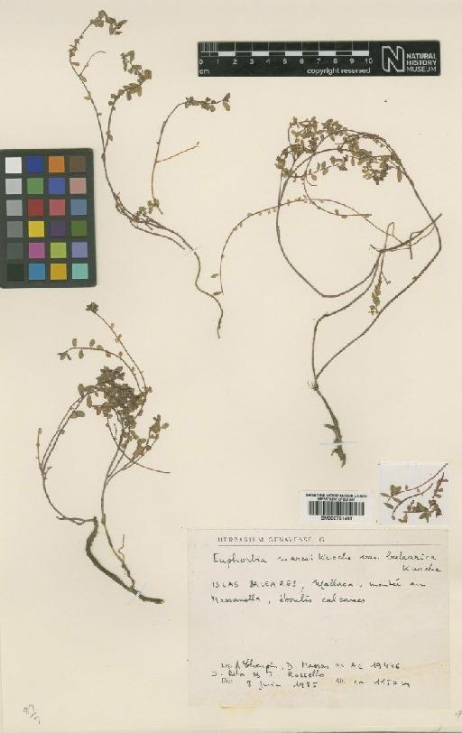 Euphorbia maresii var. balearica Knoche - BM000751493