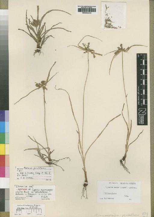 Mariscus pseudoflavus C.B.Clarke - BM000922495