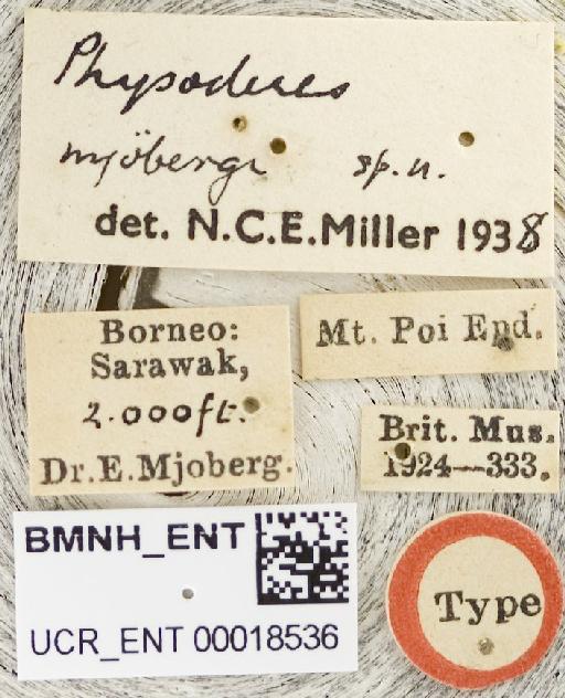 Physoderes mjoebergi Miller, N.C.E., 1940 - Physoderes mjoebergi-BMNH(E)1706238-Holotype female labels UCR_ENT 00018536