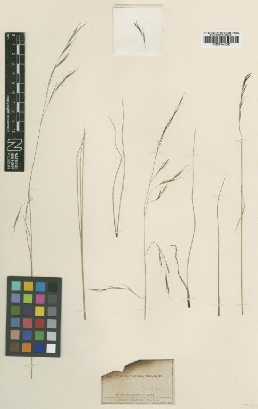 Aristida orcuttiana Vasey - BM001042399 (2)