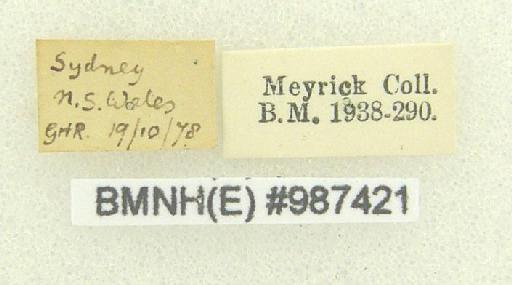 Gastrinodes argoplaca (Meyrick, 1892) - Gastrinodes argoplaca 987421 labels