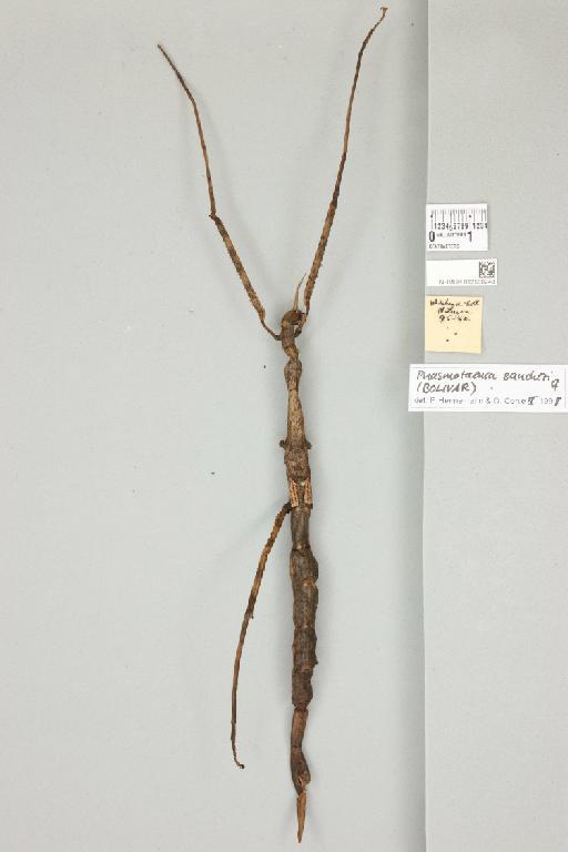 Phasmotaenia sanchezi (Bolívar, 1897) - 012500248_reverse