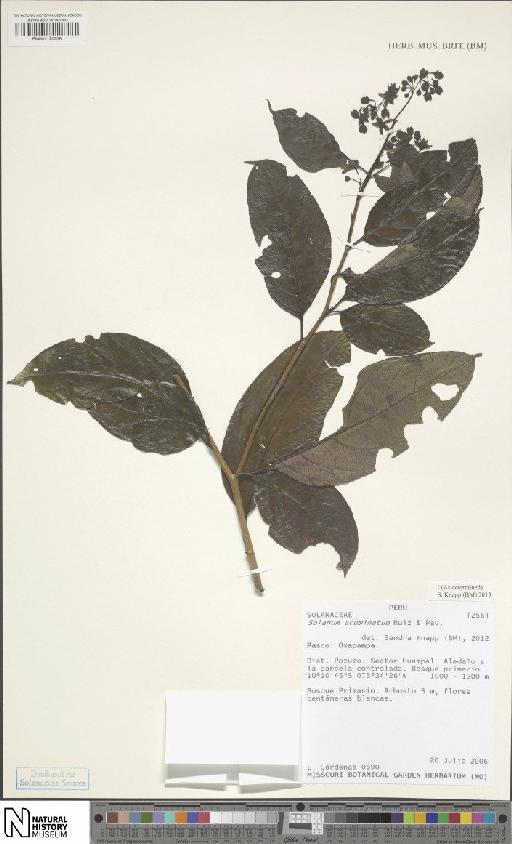 Solanum acuminatum Ruiz & Pav. - BM001120236