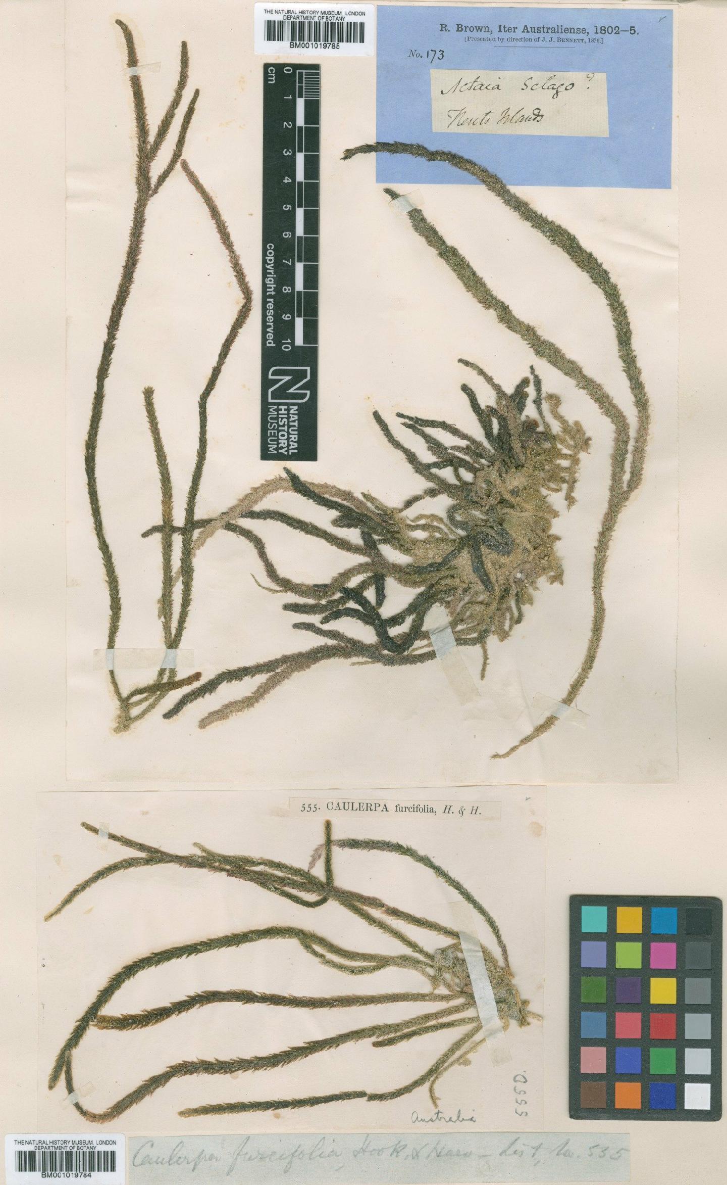 To NHMUK collection (Caulerpa brownii (Agardh) Endl.; NHMUK:ecatalogue:5015875)