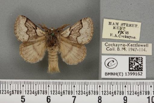 Trichiura crataegi (Linnaeus, 1758) - BMNHE_1399162_189541