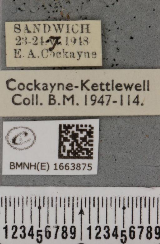 Eilema pygmaeola pygmaeola (Doubleday, 1847) - BMNHE_1663875_label_289732