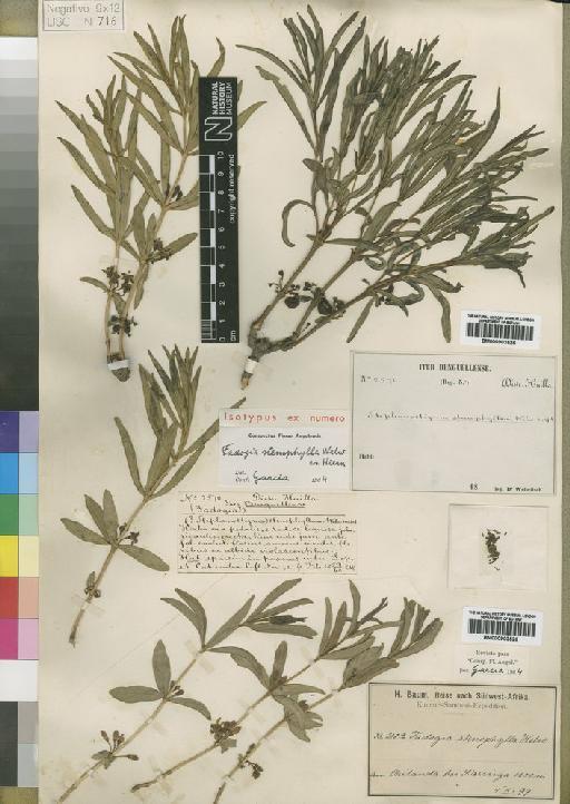 Fadogia stenophylla Hiern - BM000903525