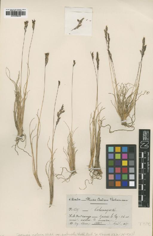 Calamagrostis violacea (Wedd.) Hack. ex Buchtien - BM000938566