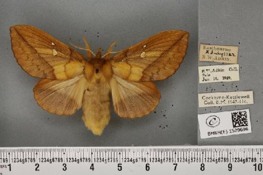 Euthrix potatoria ab. diminuta Tutt, 1902 - BMNHE_1529696_197164