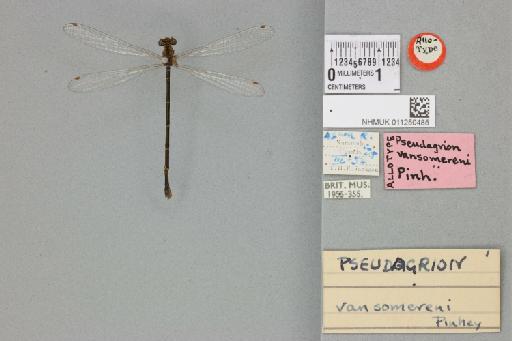 Azuragrion vansomereni (Pinhey, 1955) - 011250485_dorsal