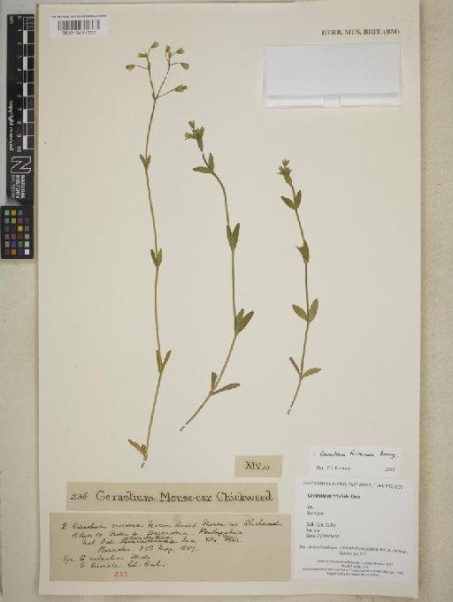 Cerastium fontanum Baumg. - BM013411876