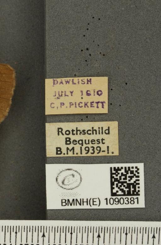 Pyronia tithonus britanniae (Verity, 1914) - BMNHE_1090381_label_587