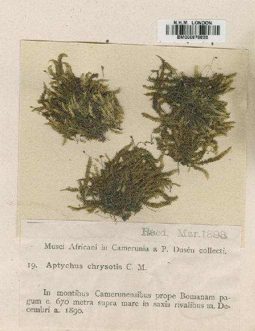 Sematophyllum subpinnatum (Brid.) E.Britton - BM000878823