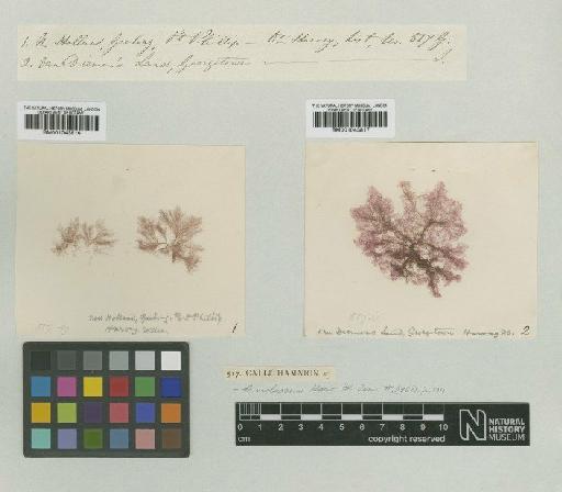 Spongoclonium violaceum (Harv.) De Toni - BM001043817