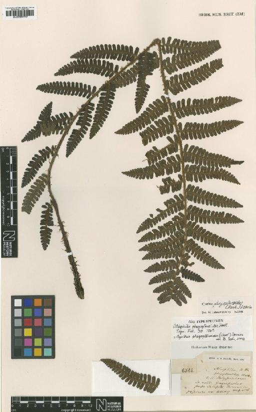 Cyathea phegopteroides (Hook.) Domin - BM000937702