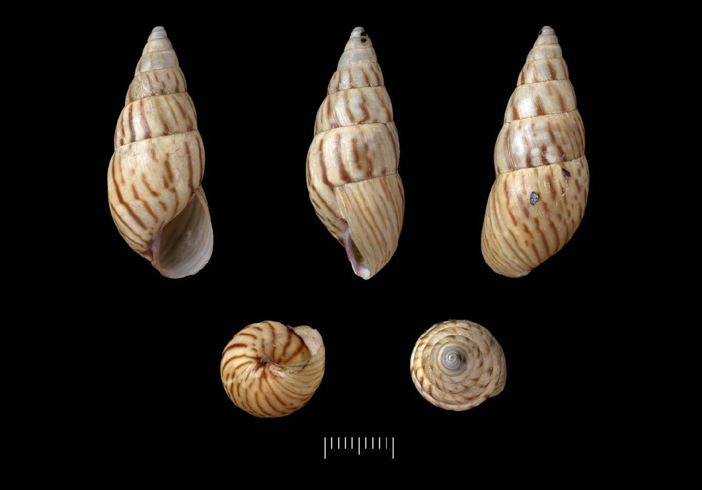 To NHMUK collection (Bulimus (Limicolaria) jaspideus Morelet, 1866; SYNTYPE(S); NHMUK:ecatalogue:6767654)