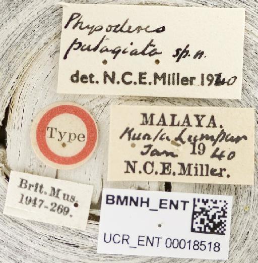 Physoderes patagiata Miller, N.C.E., 1941 - Physoderes patagiata-BMNH(E)1706482-Holotype female labels UCR_ENT 00018518