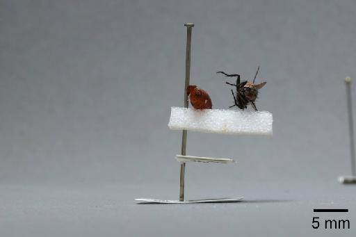Sarcophaga (Myorhina) nigriventris Meigen, 1826 - 015091668_lateral