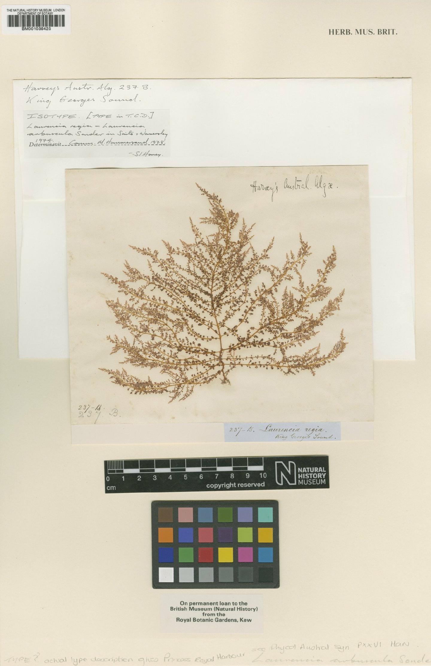 To NHMUK collection (Laurencia arbuscula Sond.; Isotype; NHMUK:ecatalogue:714709)
