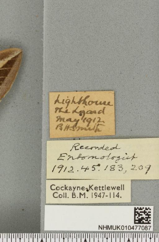 Hyles livornica (Esper, 1780) - NHMUK_010477087_label_534690