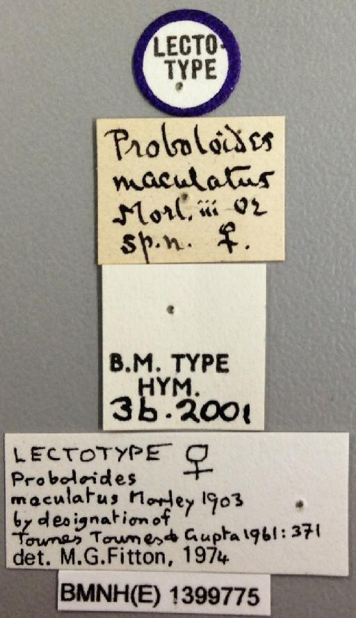 Proboloides maculatus Morley, C., 1903 - Proboloides_maculatus_lectotype_labels