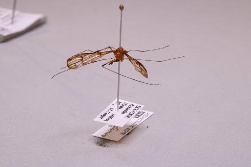 Tipulidae Latreille, 1802 - 013741291_additional_1