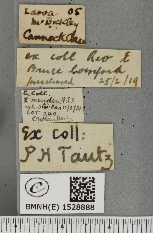 Phyllodesma ilicifolia (Linnaeus, 1758) - BMNHE_1528888_label_198209