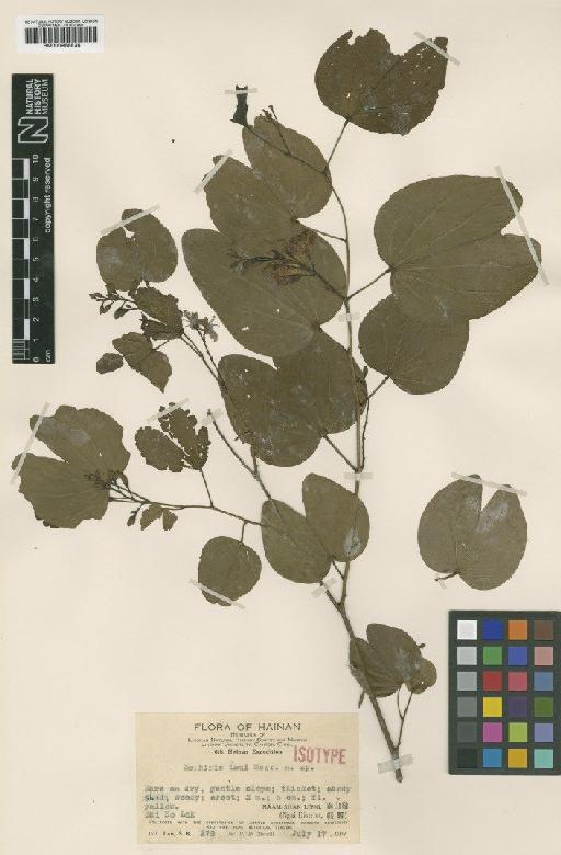 Bauhinia laui Merr. - BM000958836