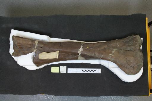 Iguanodon Mantell, 1825 - 010024976_L010221066