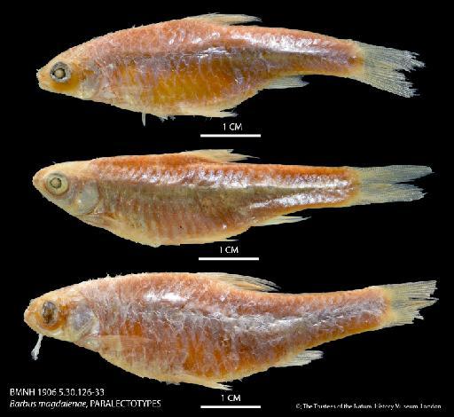 Barbus magdalenae Boulenger, 1906 - BMNH 1906_5_30_126-33 Barbus magdalenae, PARALECTOTYPES