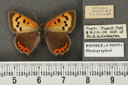 Lycaena phlaeas eleus ab. antero-alba Tutt, 1906 - BMNHE_500951_108234