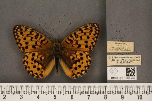 Argynnis aglaja (Linnaeus, 1758) - BMNHE_1085535_54456