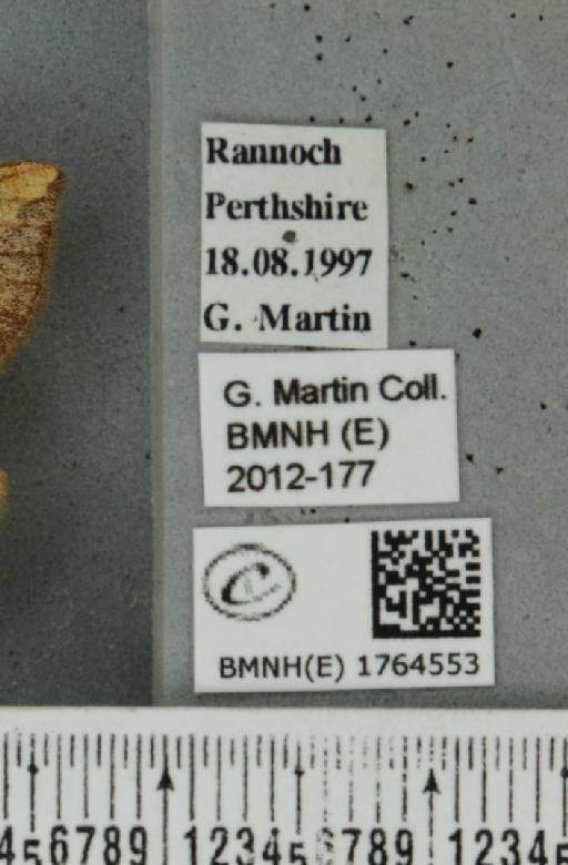 Eulithis populata (Linnaeus, 1758) - BMNHE_1764553_label_344466