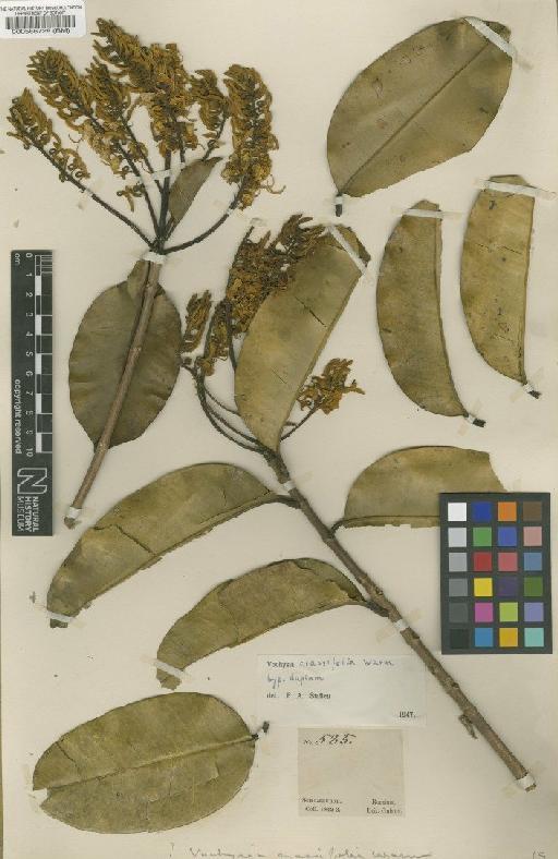 Vochysia crassifolia Warm - BM000566728