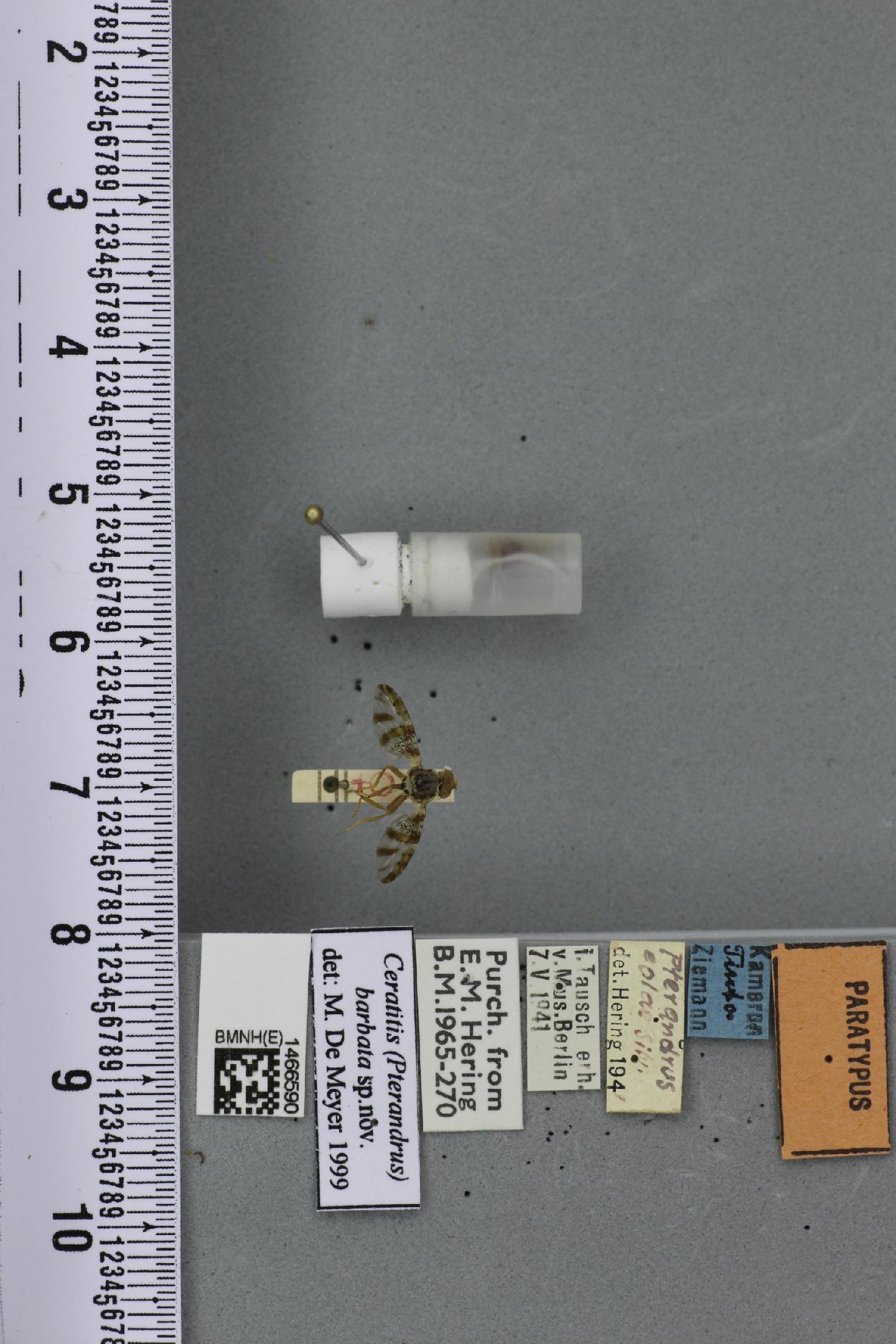 Ceratitis barbata