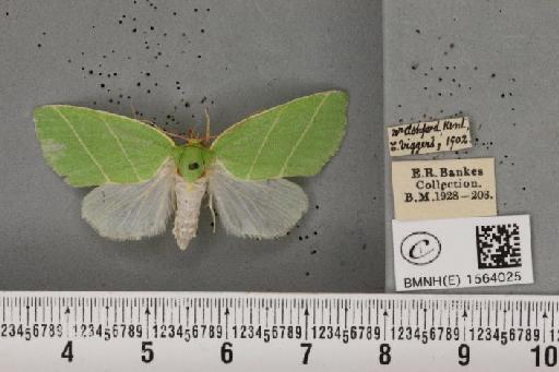 Bena bicolorana (Fuessly, 1775) - BMNHE_1564025_293195